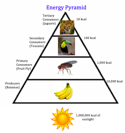 Energy Pyramid - Tropical Rainforest